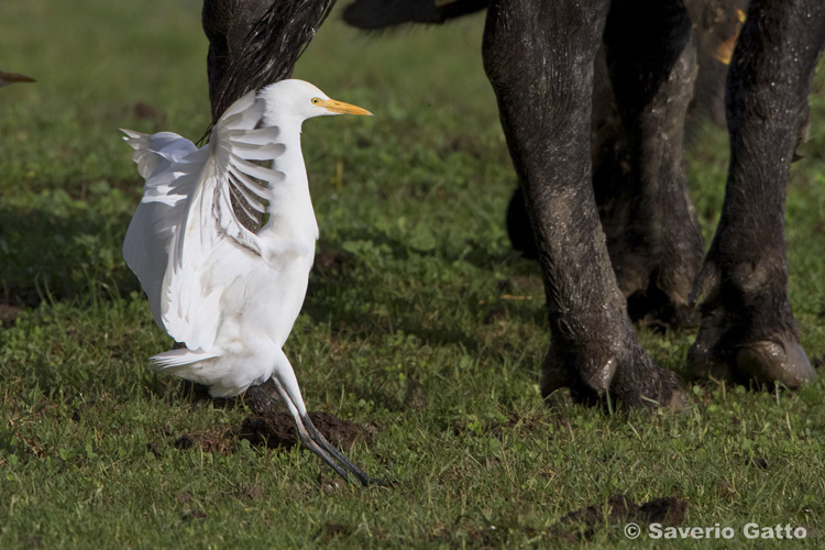 Cattle Egret