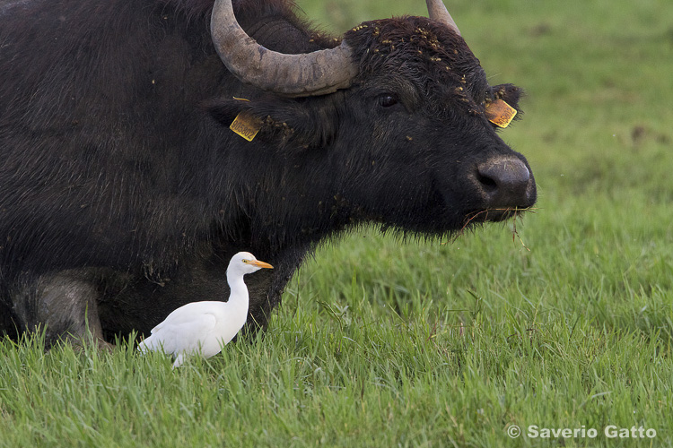 Cattle Egret