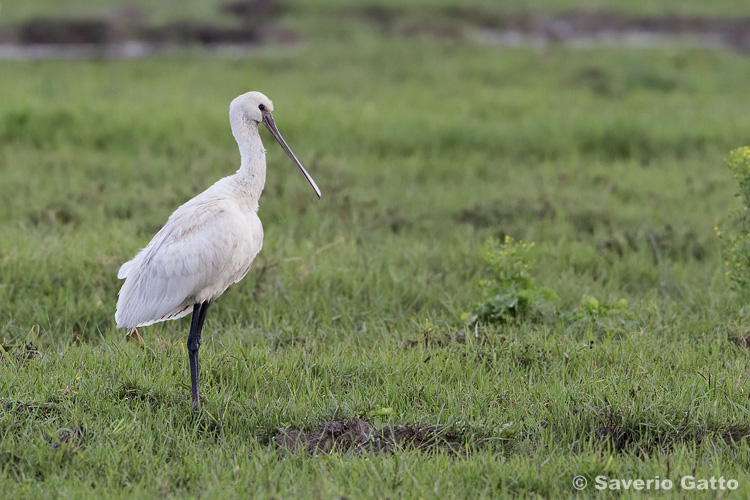 Eurasian Spoonbill