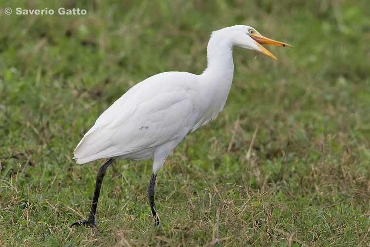 Cattle Egret