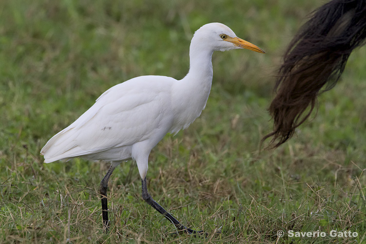 Cattle Egret