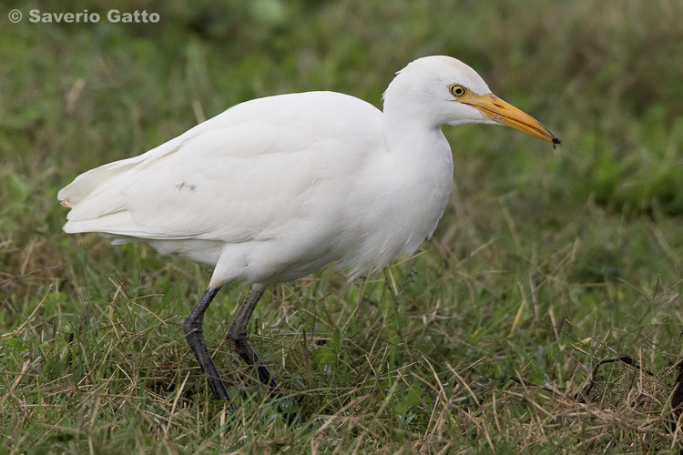 Cattle Egret