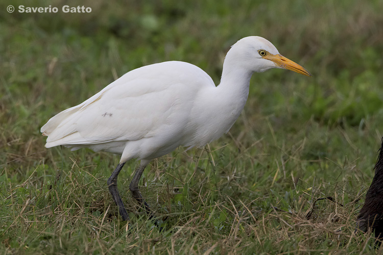 Cattle Egret