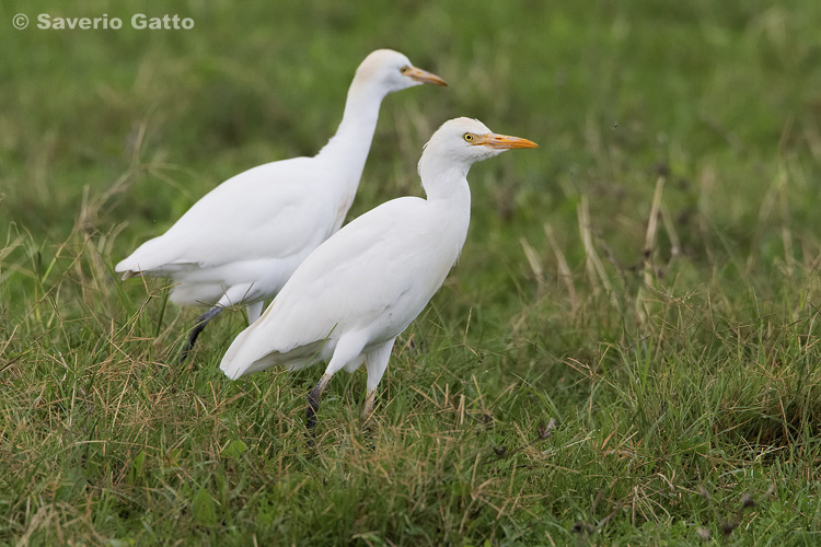 Cattle Egret