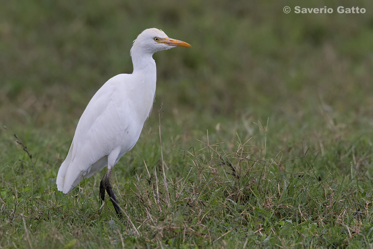 Cattle Egret