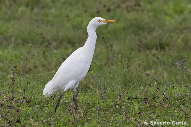 Cattle Egret