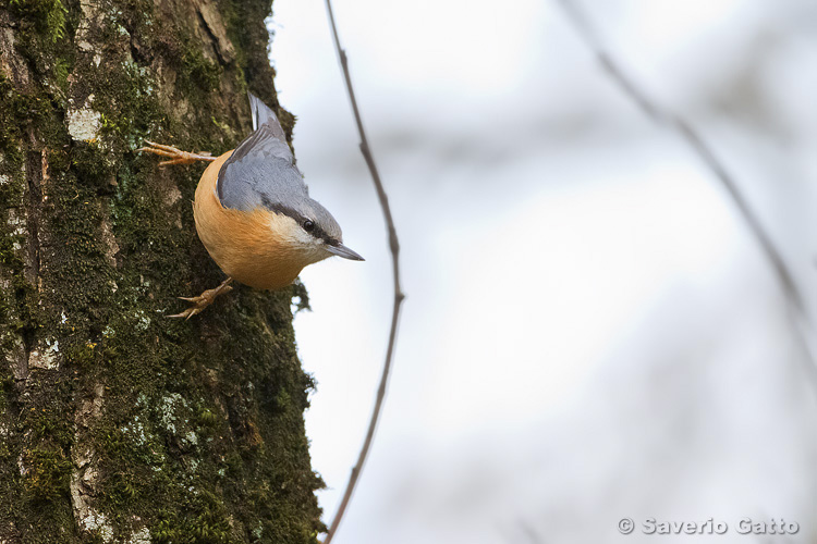 Eurasian Nuthatch