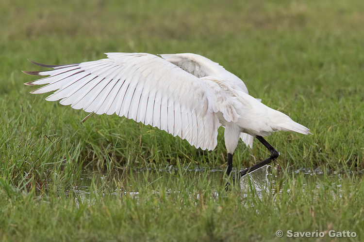 Eurasian Spoonbill