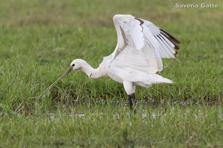 Eurasian Spoonbill