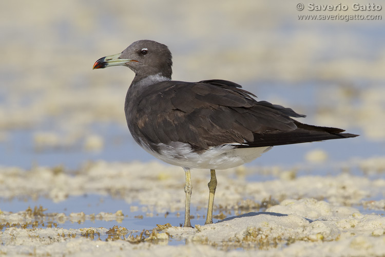 Sooty Gull