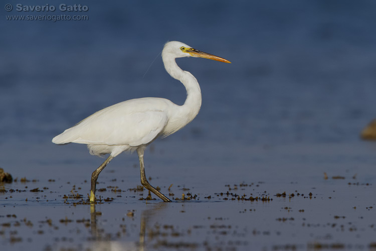 Wester Reef Heron