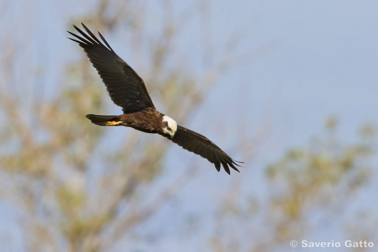 Marsh Harrier