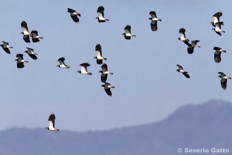 Pavoncelle in volo