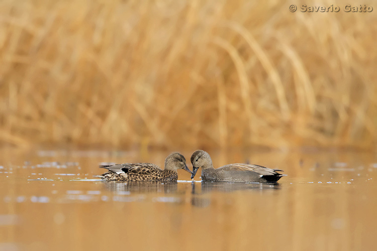 Gadwall