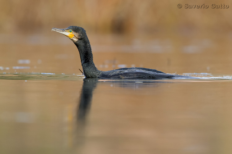 Great Cormorant