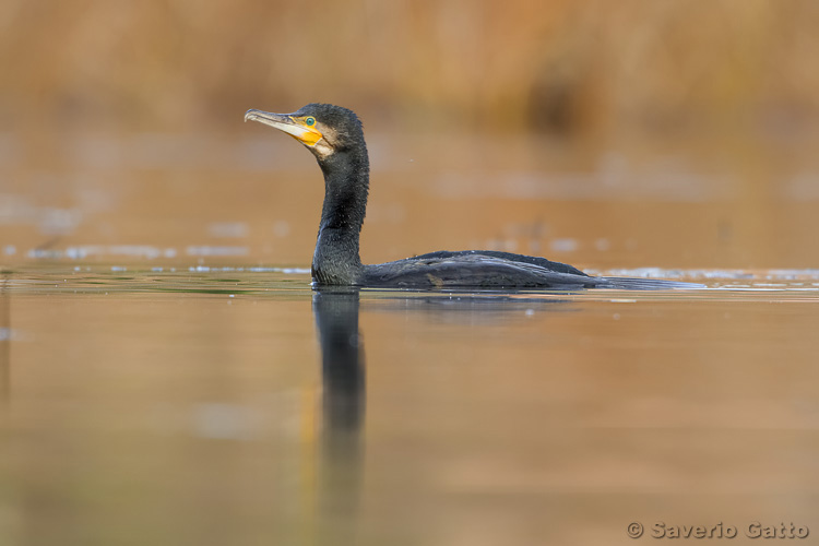 Great Cormorant