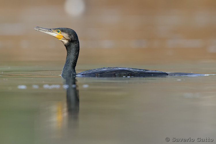 Great Cormorant