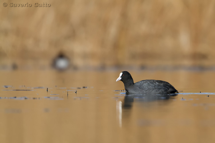 Eurasian Coot