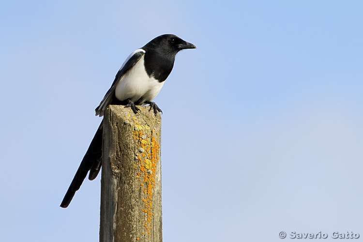 Eurasian Magpie