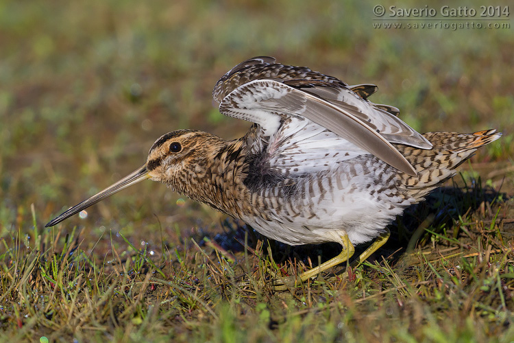 Common Snipe