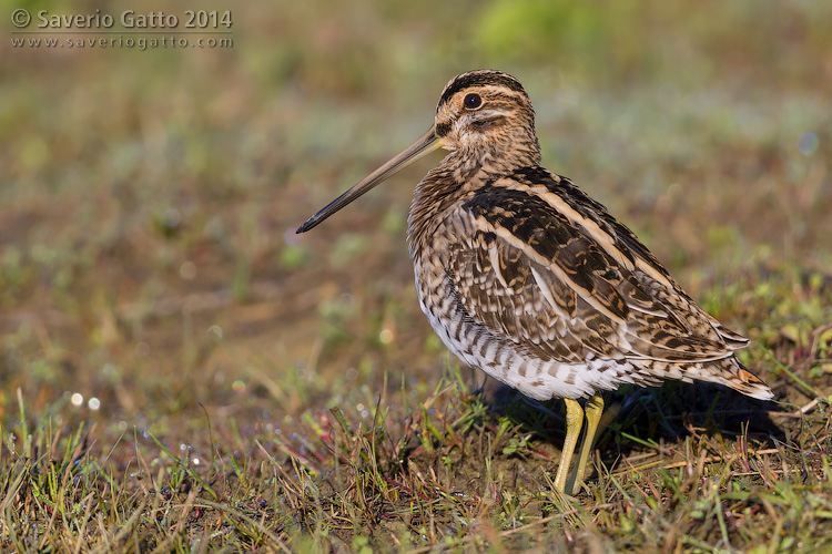 Common Snipe