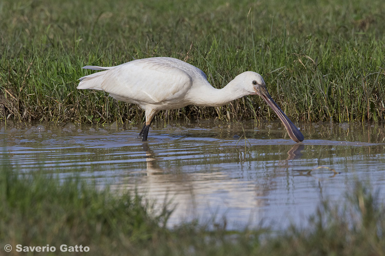 Eurasian Spoonbill