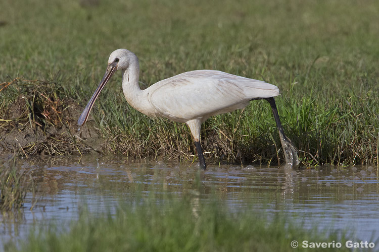 Eurasian Spoonbill