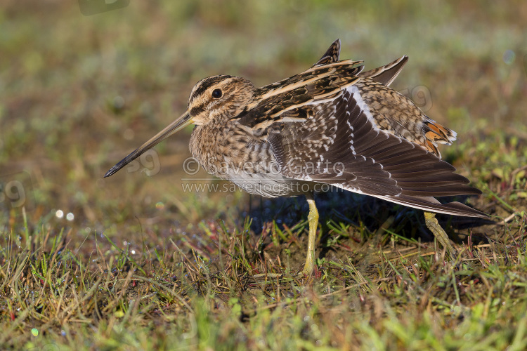 Common Snipe