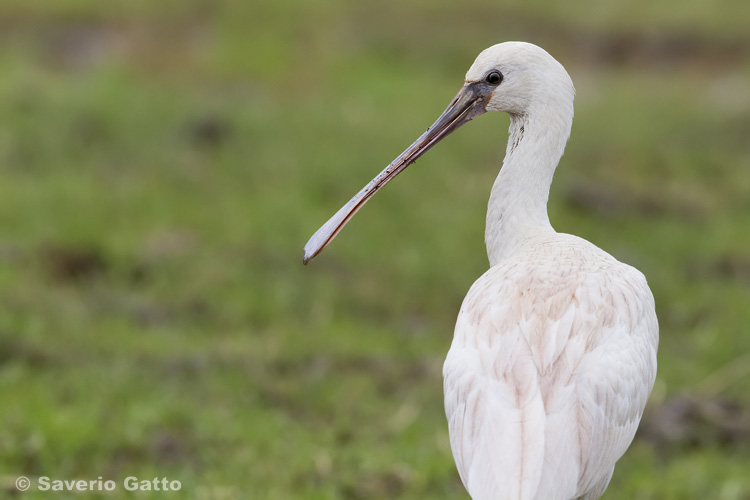 Eurasian Spoonbill