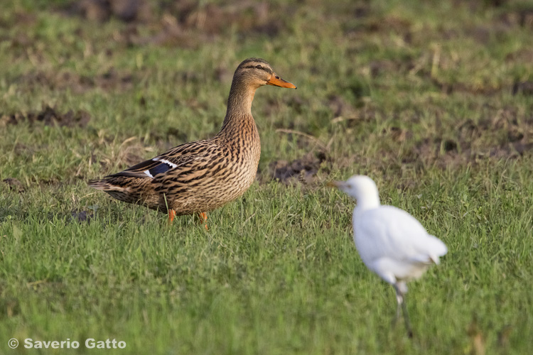 Mallard