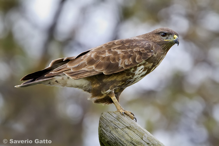 Common Buzzard