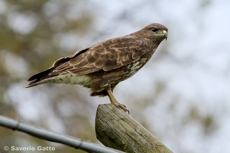 Common Buzzard