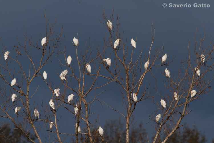 Cattle Egret