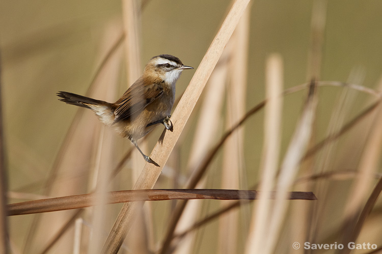 Moustached Warbler