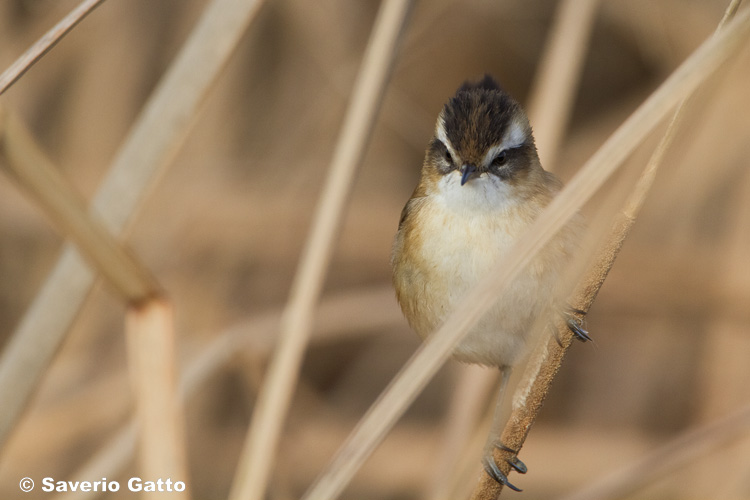 Moustached Warbler