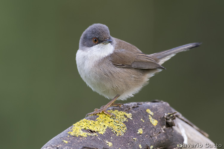 Sardinian Warbler