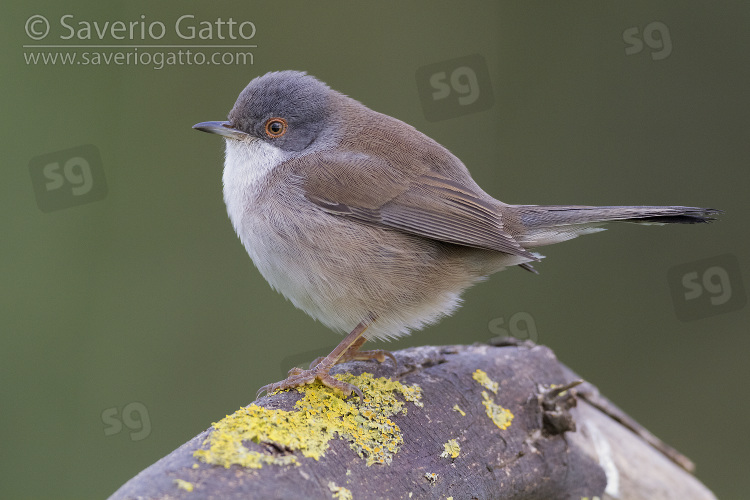 Sardinian Warbler