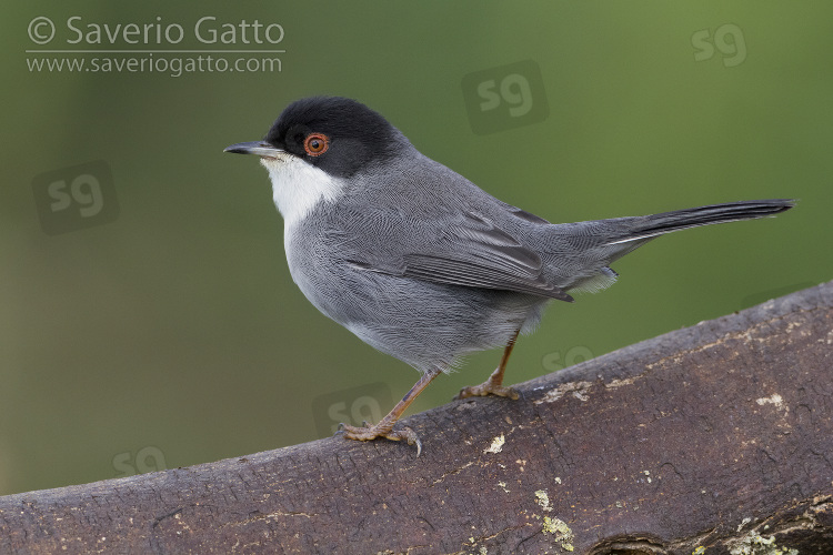 Sardinian Warbler