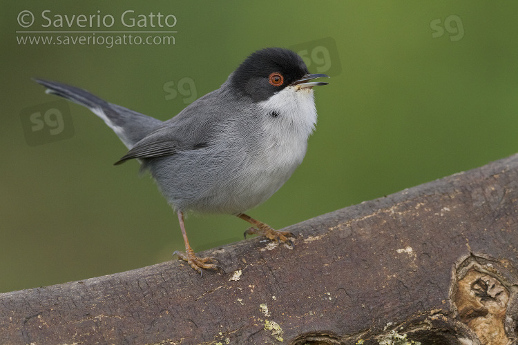 Sardinian Warbler