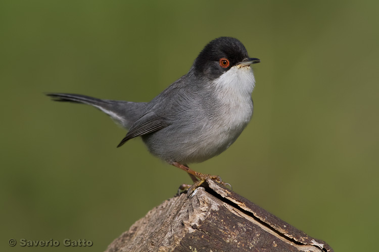 Sardinian Warbler