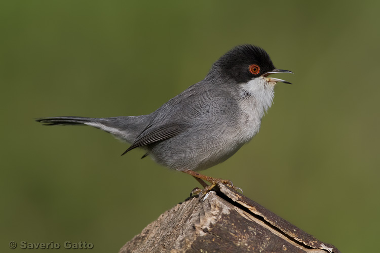 Sardinian Warbler