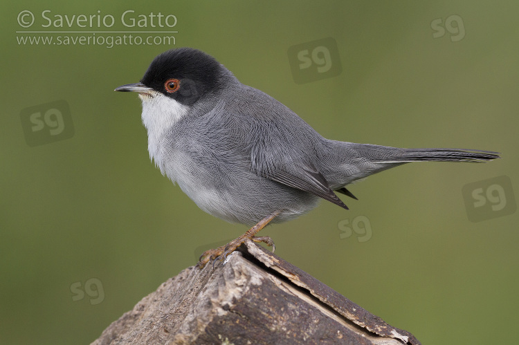 Sardinian Warbler