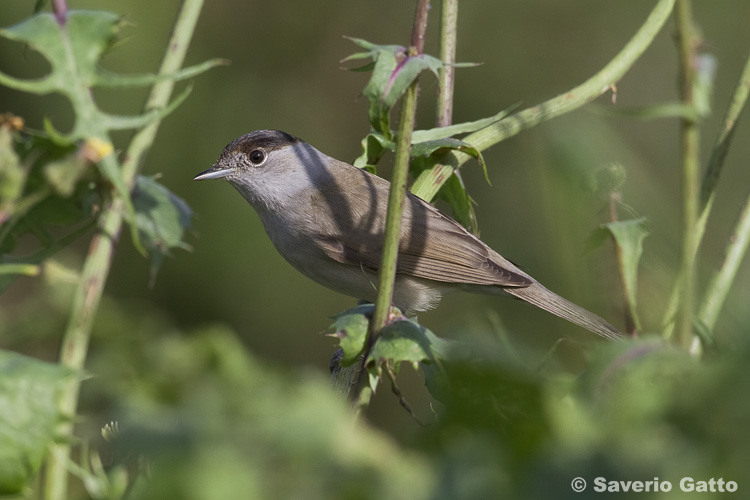 Eurasian Blackcap