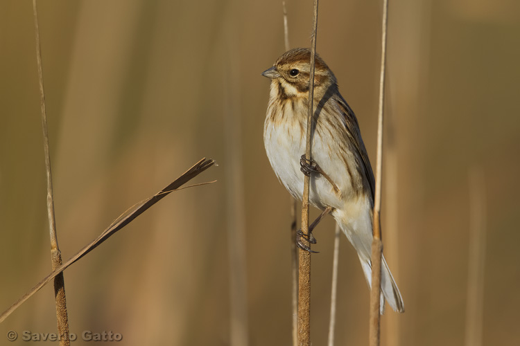 Reed Bunting