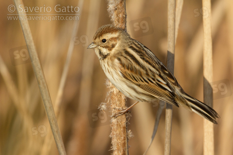 Reed Bunting