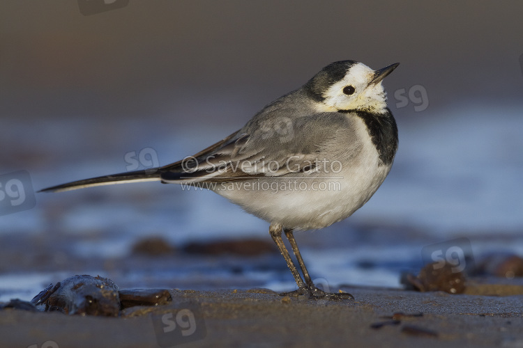 White Wagtail