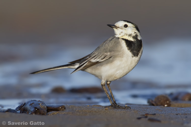 White Wagtail