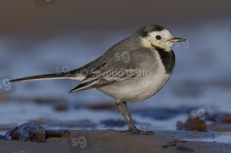 White Wagtail