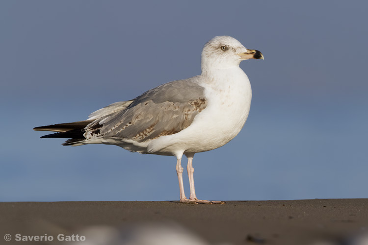 Gabbiano reale mediterraneo