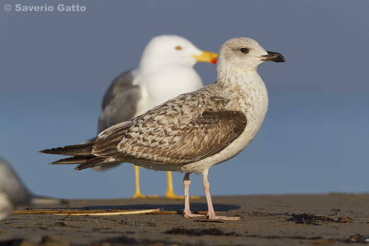 Gabbiano reale mediterraneo